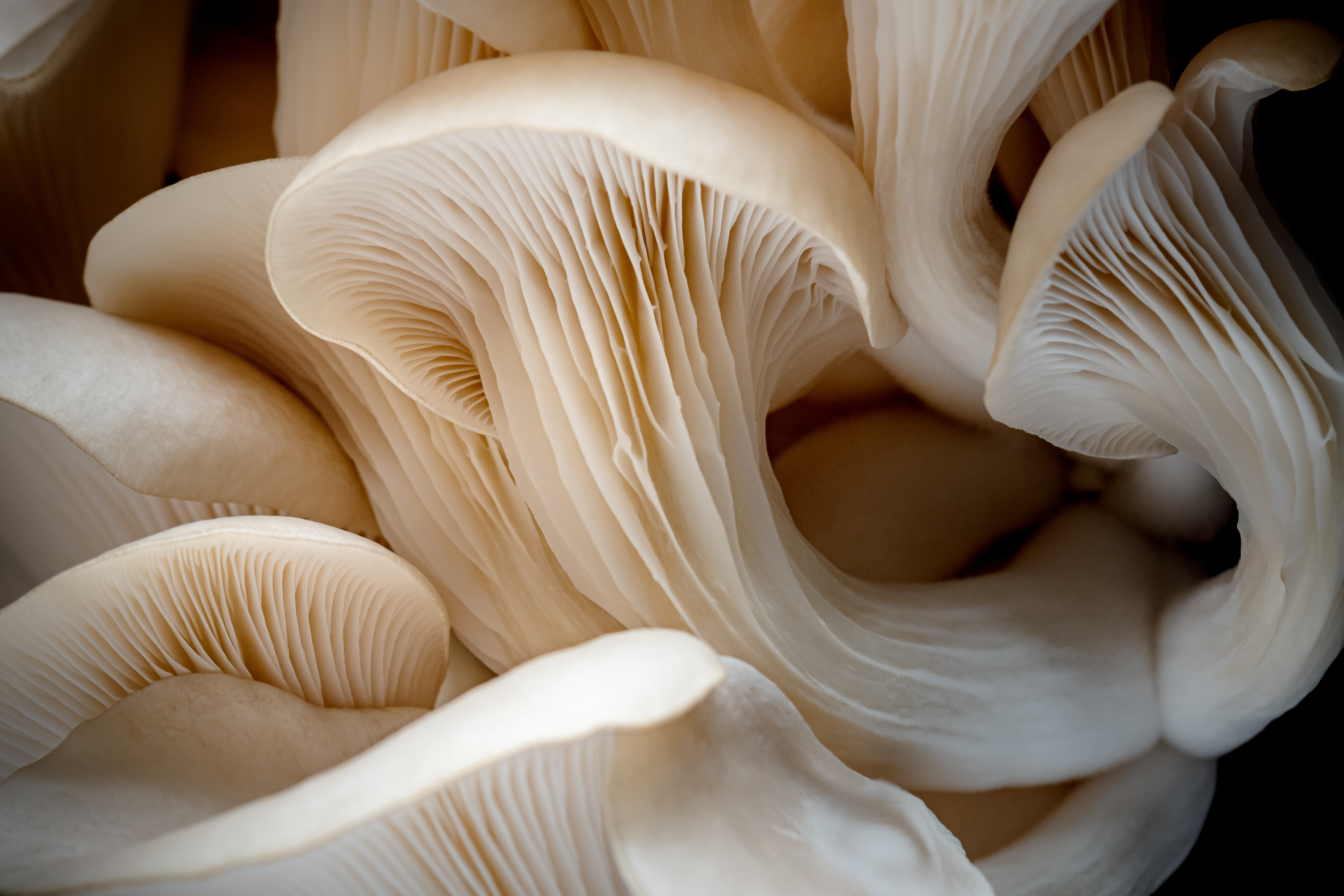 oyster mushrooms